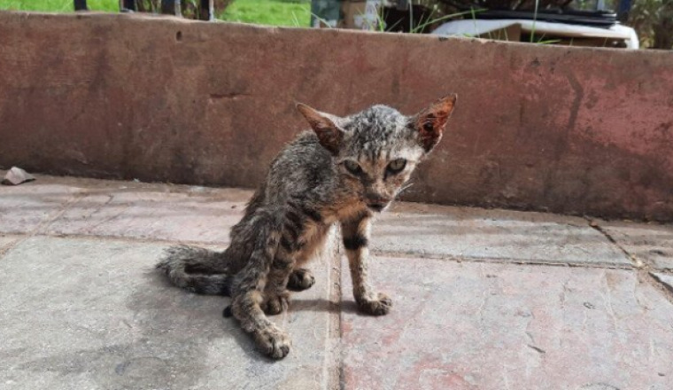 chat souffre du coryza