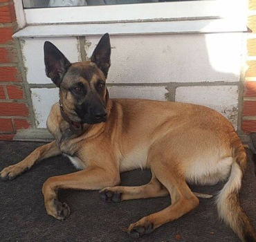 Une famille en or pour Shadow