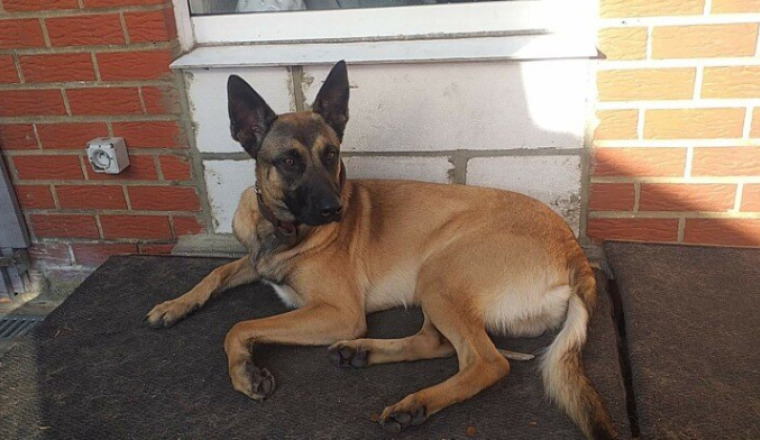 Une famille en or pour Shadow