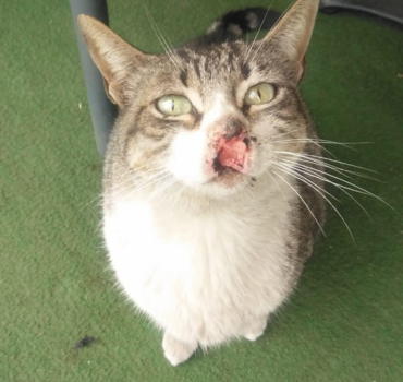 aide pour chat malade