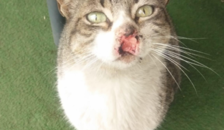 aide pour chat malade