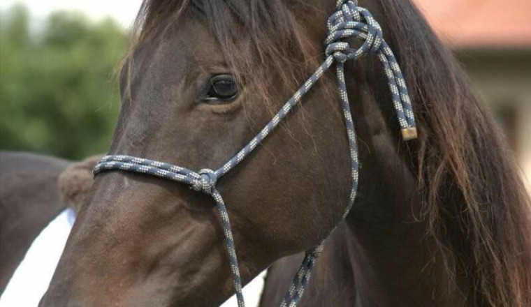 Chouchou mon amour