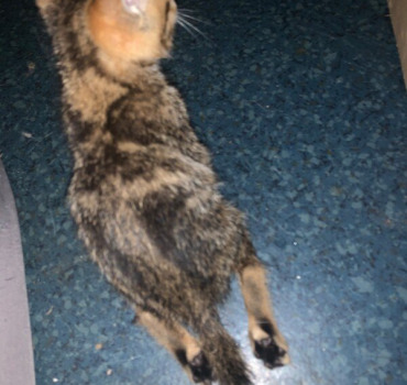 Intervention chirurgicale chaton