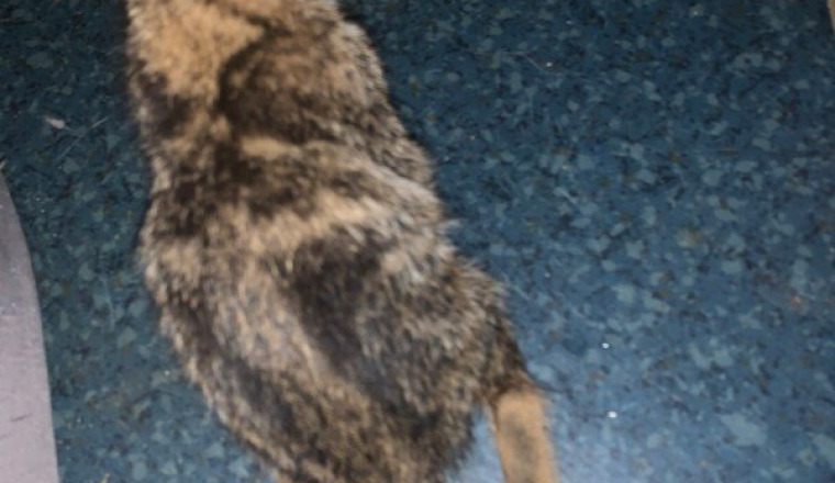 Intervention chirurgicale chaton