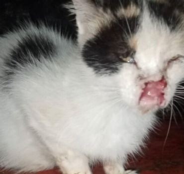 Besoin d’aide pour chat ayant le cancer