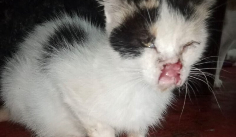 Besoin d’aide pour chat ayant le cancer