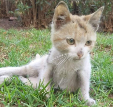 Aide petit chat patte blessée