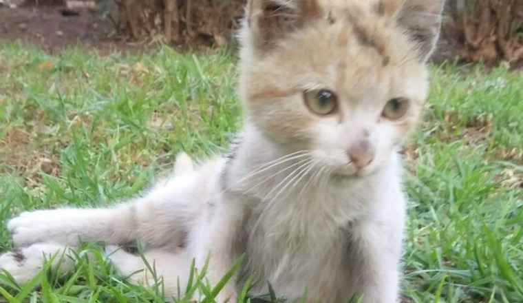 Aide petit chat patte blessée