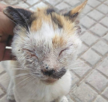 Besoin d’aide pour ce chat au visage gonflé
