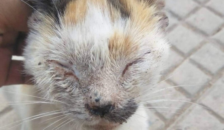 Besoin d’aide pour ce chat au visage gonflé