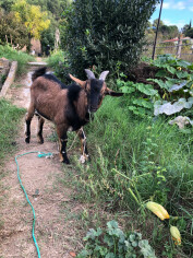 Image justificative de la cagnotte