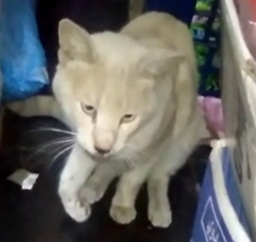 Besoin d’aide urgence chat patte fracturée +palais