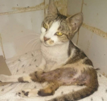 Aide pour Lilia la chatte qui était sous les egout