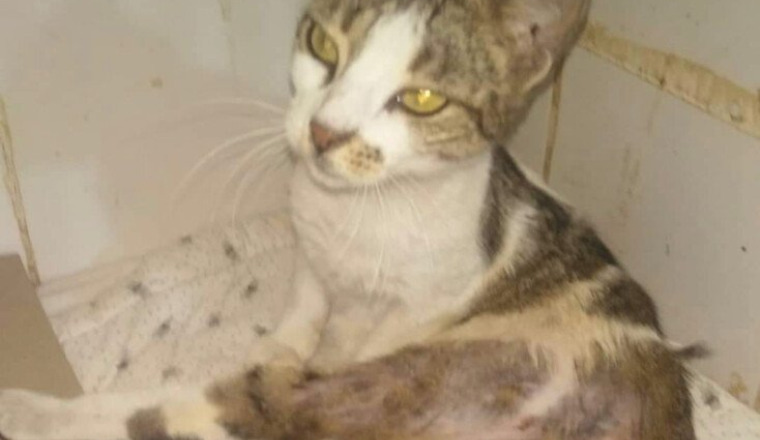 Aide pour Lilia la chatte qui était sous les egout