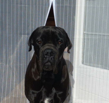 Sauver samy le cane corso
