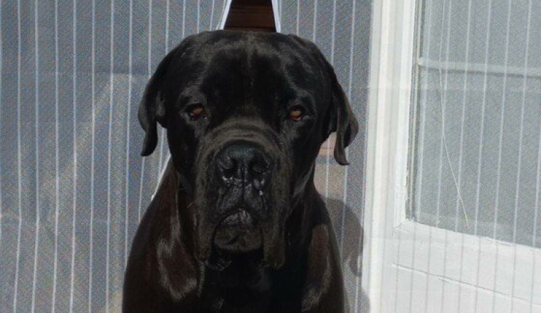 Sauver samy le cane corso