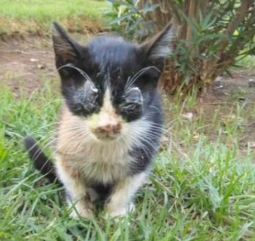 besoin d’aide chatte yeux enflammés