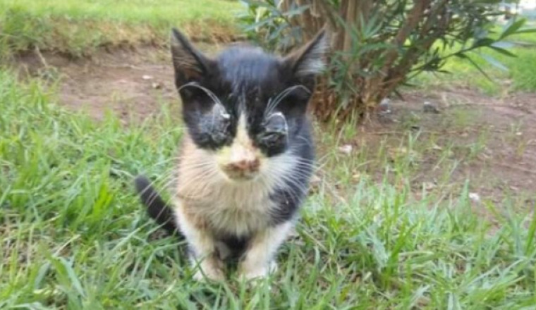 besoin d’aide chatte yeux enflammés