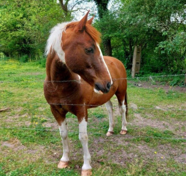 Deuxième vie Apache ♡
