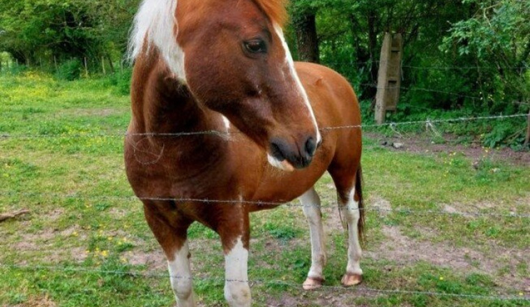 Deuxième vie Apache ♡