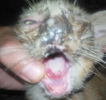 Aide pour chat ayant le calicivirus et le coryza