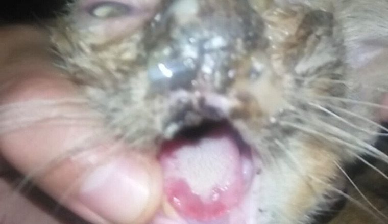 Aide pour chat ayant le calicivirus et le coryza