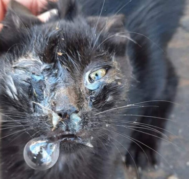 Besoin d’aide pour ce chat noir très malade