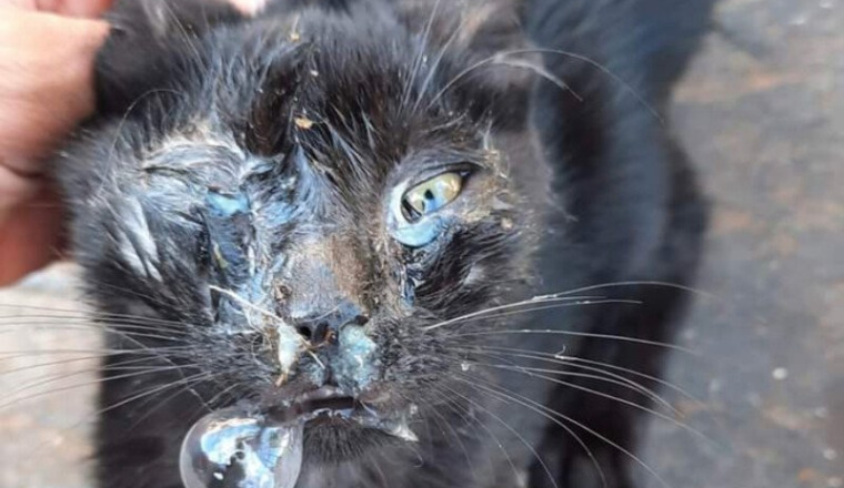 Besoin d’aide pour ce chat noir très malade