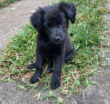 Telma parvo