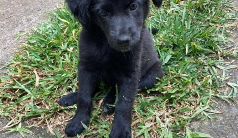 Telma parvo