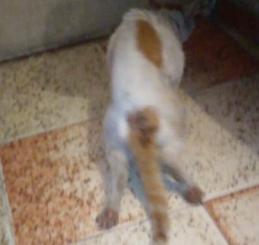 Aide très urgente Chat accidenté