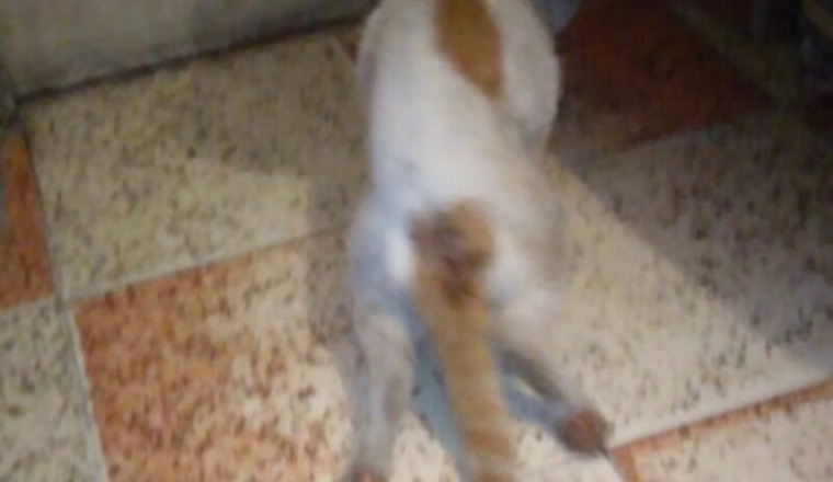 Aide très urgente Chat accidenté