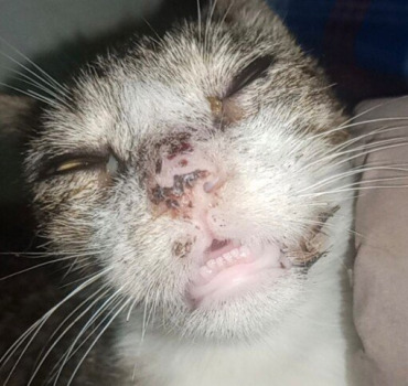 Besoin de votre aide pour ce chat très malade