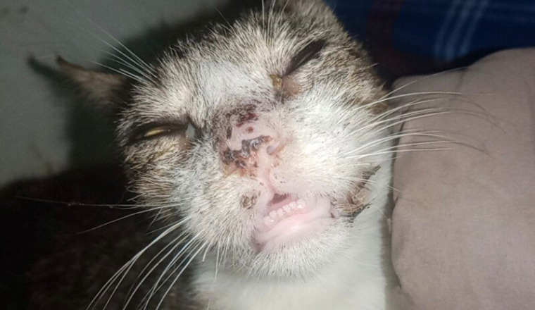 Besoin de votre aide pour ce chat très malade