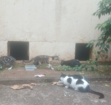 Chats-Chatons Tortures/Chaumière Île de la Réunion