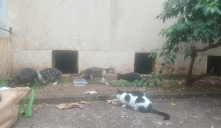 Chats-Chatons Tortures/Chaumière Île de la Réunion