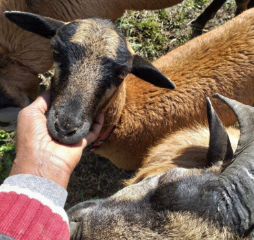 Construire un étable pour mes moutons