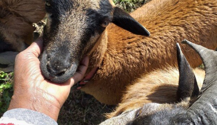 Construire un étable pour mes moutons