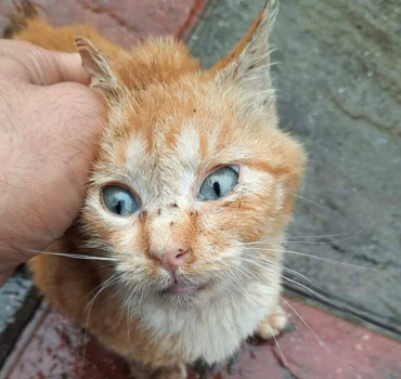Aide urgente pour Merlin le chat avec une hernie