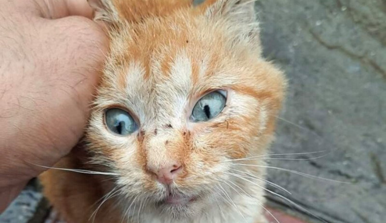 Aide urgente pour Merlin le chat avec une hernie