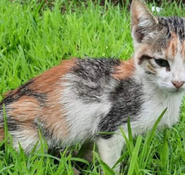 Aide pour chatte Lucie