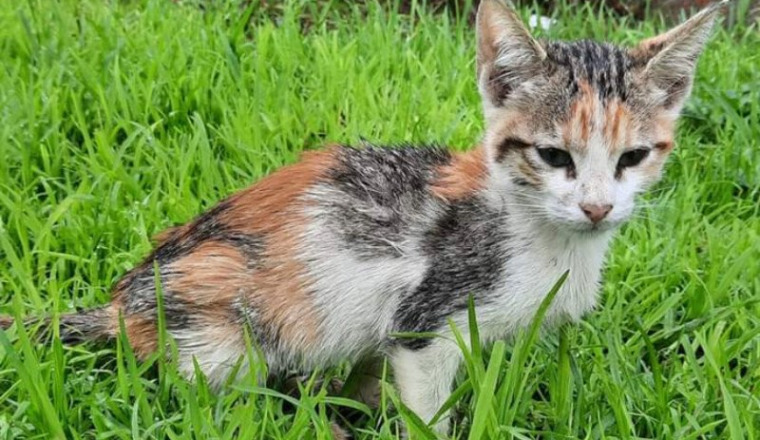 Aide pour chatte Lucie