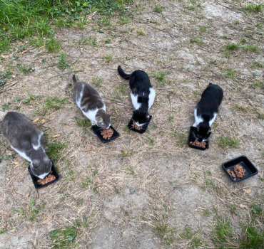 Des soins pour les chats abandonnés de l'Abbaye