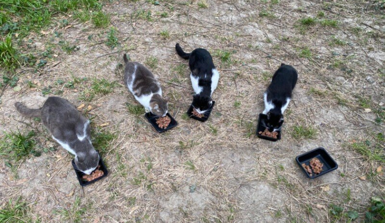 Des soins pour les chats abandonnés de l'Abbaye