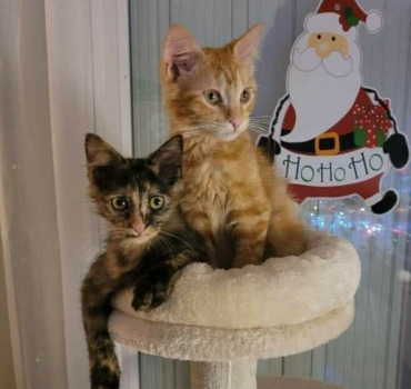 Les felins de Noël