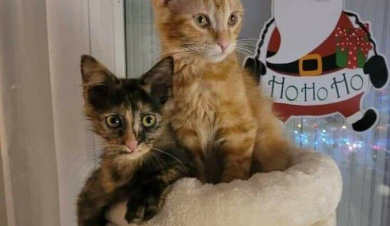 Les felins de Noël