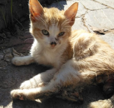 Aide urgente pour yoyo