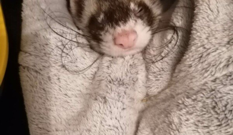 Notre bébé Ekko