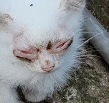 3 chatons mal en point
