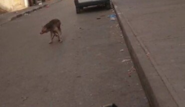 Husky Dar Bouazza